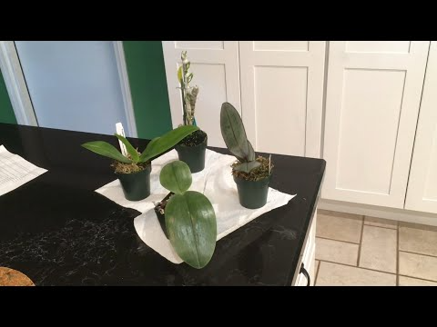 How To Maintain Flowers Recent: Care And Transportation Tips!